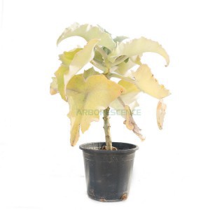 KALANCHOE BEHARENSIS