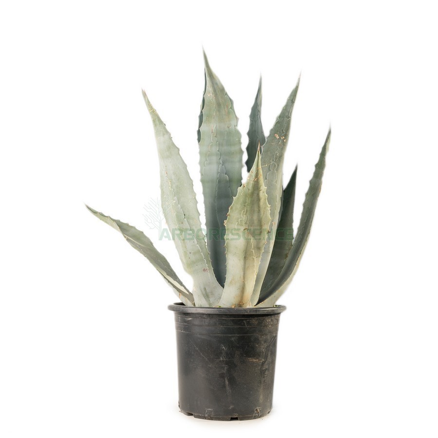 AGAVE AMERICANA