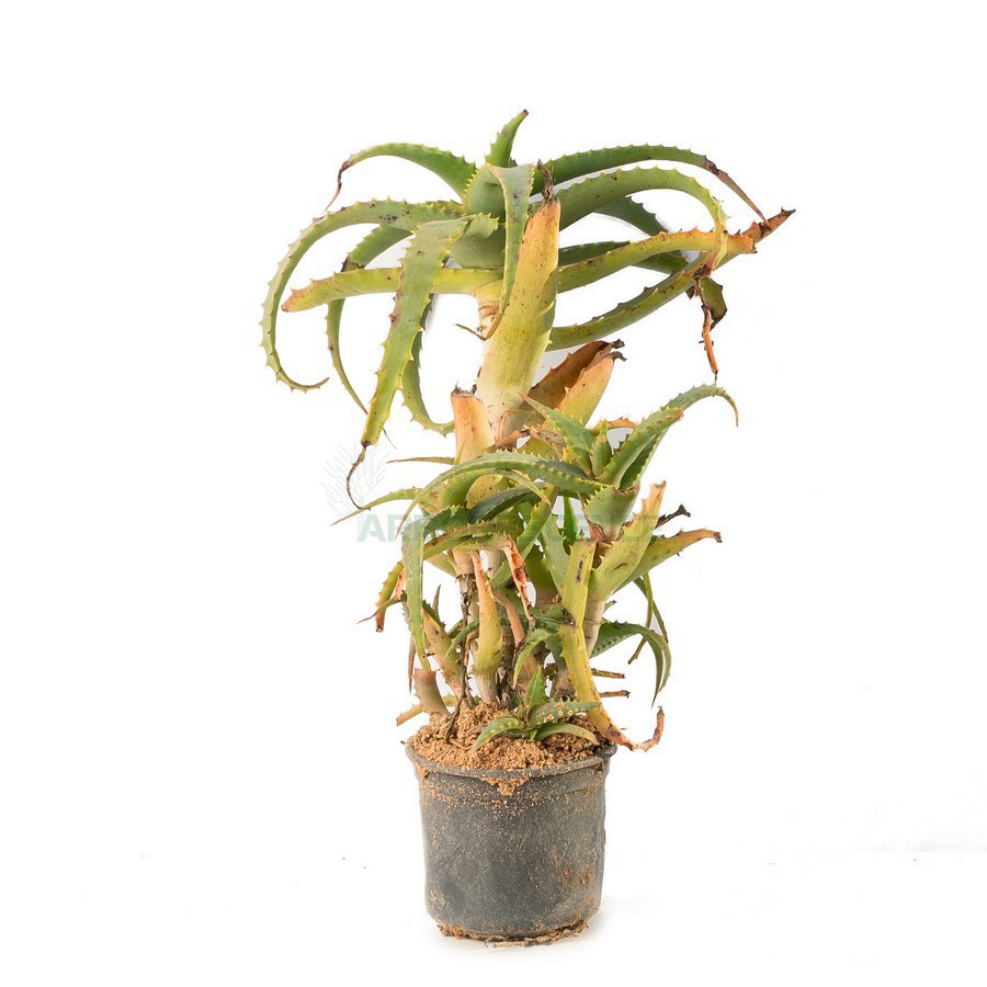 ALOE ARBORESCENS