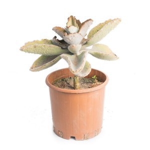 KALANCHOE VELVET