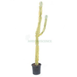 EUPHORBIA INGENS TOUFFE