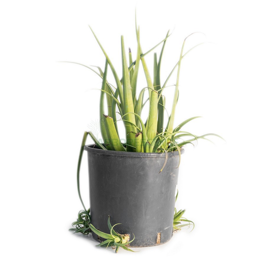 AGAVE BRACTEOSA