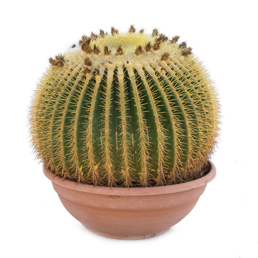 ECHINOCACTUS GRUSONII