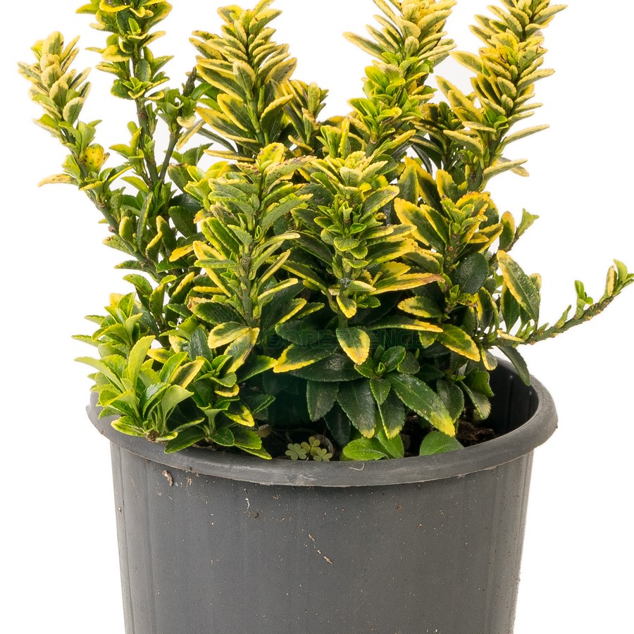 EUONYMUS JAPONICUS VARIEGATUS