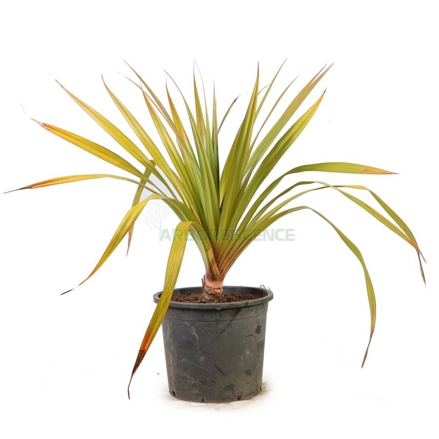 PANDANUS VEITCHII SIMPLE