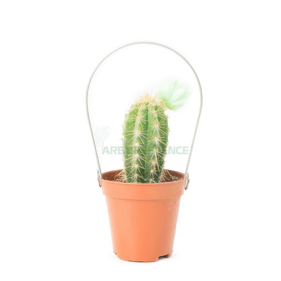 CACTUS VARIÉ DECOR