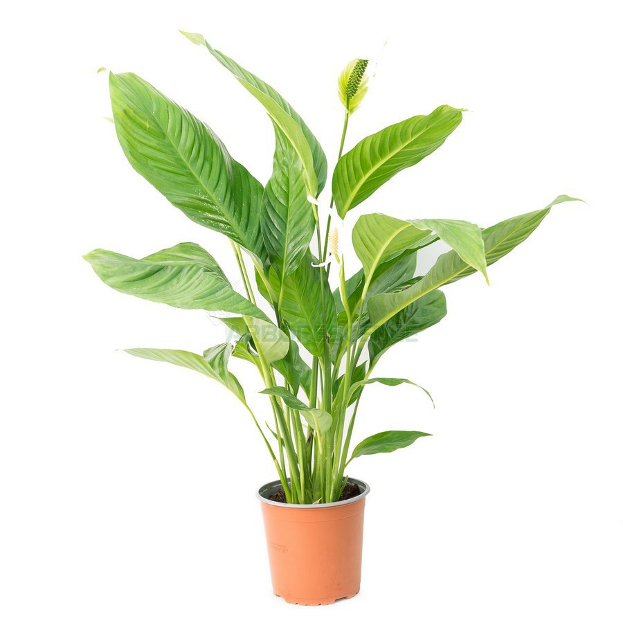 SPATHIPHYLLUM "SWEET SILVIO"