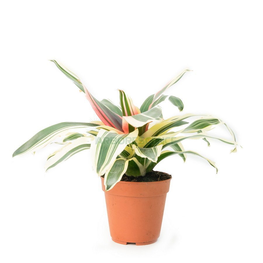 NEOREGELIA